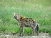 Hyena [also “spotted hyena”]